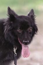FANNY, Hund, Mischlingshund in Russische Föderation - Bild 2