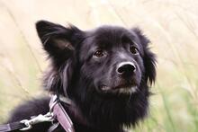 FANNY, Hund, Mischlingshund in Russische Föderation - Bild 3