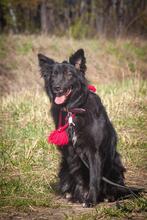 FANNY, Hund, Mischlingshund in Russische Föderation - Bild 4