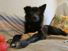 FANNY, Hund, Mischlingshund in Russische Föderation - Bild 5