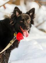 FANNY, Hund, Mischlingshund in Russische Föderation - Bild 6