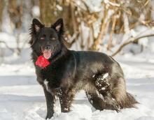 FANNY, Hund, Mischlingshund in Russische Föderation - Bild 7