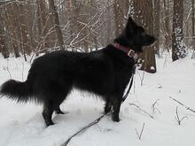 FANNY, Hund, Mischlingshund in Russische Föderation - Bild 8