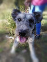 JESSICA, Hund, Mischlingshund in Spanien - Bild 10