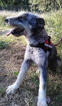 JESSICA, Hund, Mischlingshund in Spanien - Bild 12