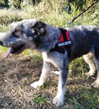JESSICA, Hund, Mischlingshund in Spanien - Bild 13