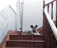 JESSICA, Hund, Mischlingshund in Spanien - Bild 15