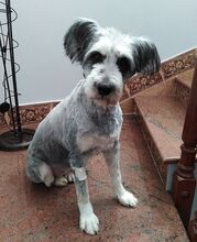 JESSICA, Hund, Mischlingshund in Spanien - Bild 20
