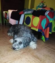 JESSICA, Hund, Mischlingshund in Spanien - Bild 5