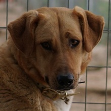 LANELLE, Hund, Mischlingshund in Griechenland - Bild 1