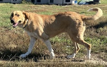 LANELLE, Hund, Mischlingshund in Griechenland - Bild 11