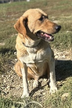 LANELLE, Hund, Mischlingshund in Griechenland - Bild 15