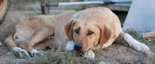 LANELLE, Hund, Mischlingshund in Griechenland - Bild 16
