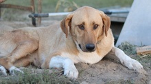 LANELLE, Hund, Mischlingshund in Griechenland - Bild 17