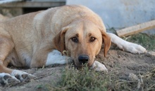 LANELLE, Hund, Mischlingshund in Griechenland - Bild 18