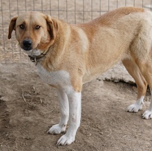 LANELLE, Hund, Mischlingshund in Griechenland - Bild 2