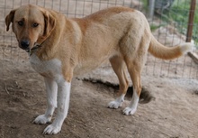 LANELLE, Hund, Mischlingshund in Griechenland - Bild 3