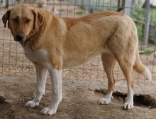LANELLE, Hund, Mischlingshund in Griechenland - Bild 4