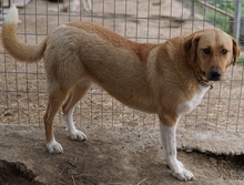 LANELLE, Hund, Mischlingshund in Griechenland - Bild 5