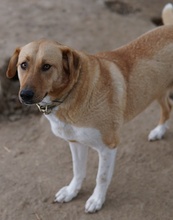 LANELLE, Hund, Mischlingshund in Griechenland - Bild 6