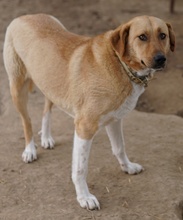 LANELLE, Hund, Mischlingshund in Griechenland - Bild 7