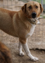 LANELLE, Hund, Mischlingshund in Griechenland - Bild 8
