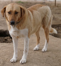 LANELLE, Hund, Mischlingshund in Griechenland - Bild 9