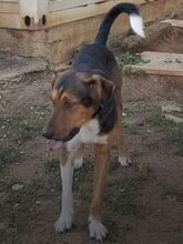 DUKE, Hund, Mischlingshund in Griechenland - Bild 1