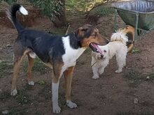 DUKE, Hund, Mischlingshund in Griechenland - Bild 2