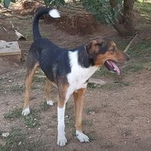 DUKE, Hund, Mischlingshund in Griechenland - Bild 3