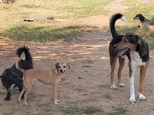 DUKE, Hund, Mischlingshund in Griechenland - Bild 4