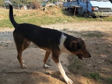 DUKE, Hund, Mischlingshund in Griechenland - Bild 5