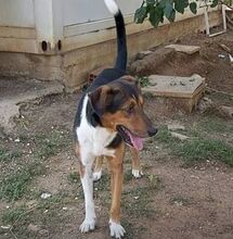 DUKE, Hund, Mischlingshund in Griechenland - Bild 6