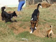 DUKE, Hund, Mischlingshund in Griechenland - Bild 7