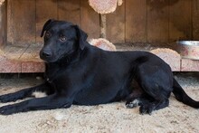 NEGRO, Hund, Labrador-Mix in Kroatien - Bild 10