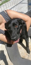 NEGRO, Hund, Labrador-Mix in Kroatien - Bild 21