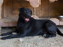 NEGRO, Hund, Labrador-Mix in Kroatien - Bild 3