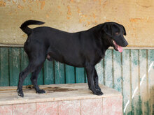 NEGRO, Hund, Mischlingshund in Kroatien - Bild 11