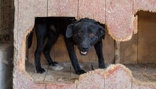 NEGRO, Hund, Mischlingshund in Kroatien - Bild 8