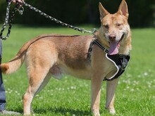 ZEUSEL, Hund, Mischlingshund in Kroatien - Bild 1