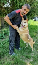 ZEUSEL, Hund, Mischlingshund in Kroatien - Bild 10