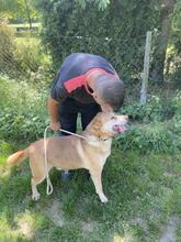 ZEUSEL, Hund, Mischlingshund in Kroatien - Bild 12