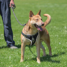ZEUSEL, Hund, Mischlingshund in Kroatien - Bild 3