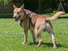 ZEUSEL, Hund, Mischlingshund in Kroatien - Bild 4