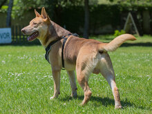 ZEUSEL, Hund, Mischlingshund in Kroatien - Bild 5