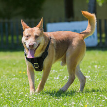 ZEUSEL, Hund, Mischlingshund in Kroatien - Bild 6