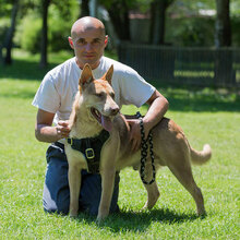 ZEUSEL, Hund, Mischlingshund in Kroatien - Bild 7