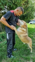 ZEUSEL, Hund, Mischlingshund in Kroatien - Bild 8