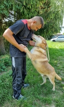 ZEUSEL, Hund, Mischlingshund in Kroatien - Bild 9