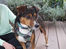 MILO, Hund, Terrier-Mix in Maisach - Bild 1